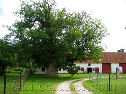 Ava oak tree - Linnaeus resting place 1741, Fårö island, Gotland, Sweden, Copyright Lifecruiser.com