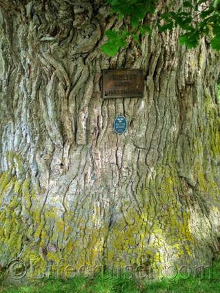 Ava oak tree body - Linnaeus resting place 1741, Fårö island, Gotland, Sweden, Copyright Lifecruiser.com