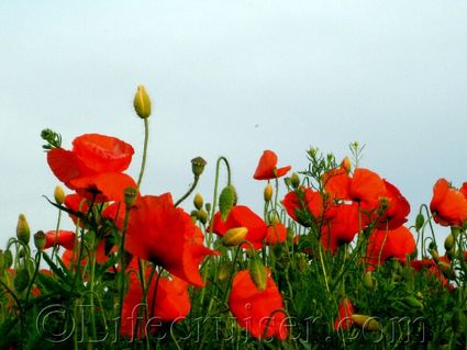 Poppies up close at Fårö island, Gotland, Sweden, Copyright Lifecruiser.com