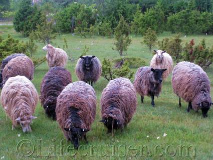 Sheep herd, Fårö island, Gotland, Sweden, Copyright Lifecruiser.com