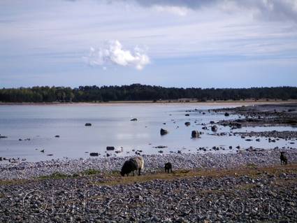 Sheep at Fårö Island, Gotland, Sweden, Spring