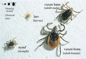 Ticks samples