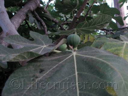 Claudie and Pierre's fig tree, France, Copyright Lifecruiser.com