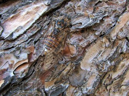 Cicada at Gaou Isle, France