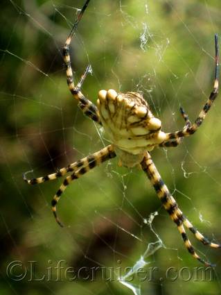 Spider at Gaou Isle, France