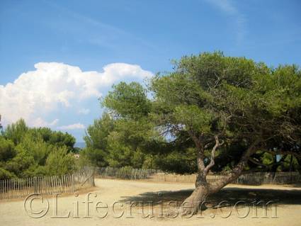 Tree at Gaou Isle, France