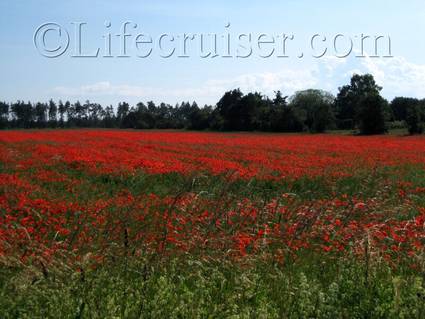 Poppy field at Fårö island, Gotland, Sweden, Copyright Lifecruiser.com