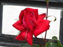 Red Rose in Fuerteventura