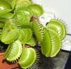 Lifecruisers Venus fly trap