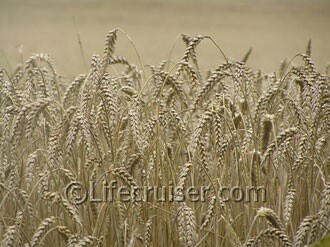 Bread Wheat