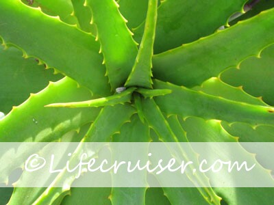 Lifecruisers green cactus with snail
