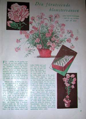 Carnations tip dated 1923
