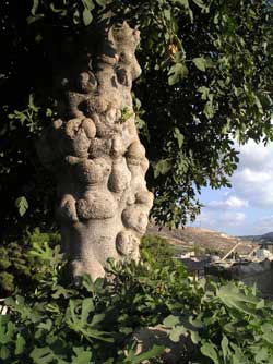 Fig tree at Knossos, Crete