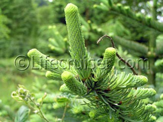 Lifecruiser Green Stand