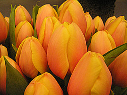 Lifecruisers tulips