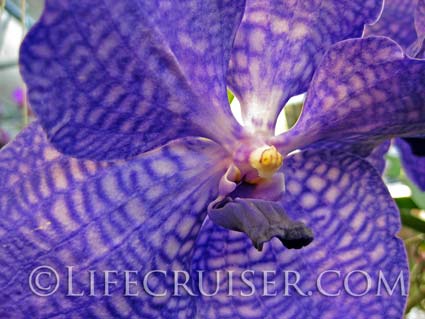 Lifecruisers photo Greenhouse Blue Orchid