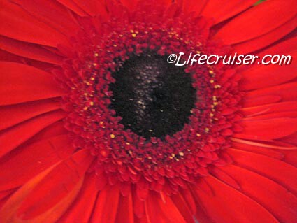 Lifecruiser Red Flower Closeup