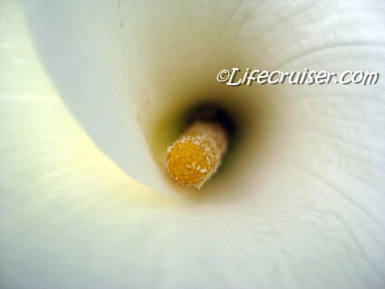 Lifecruiser White Flower Closeup