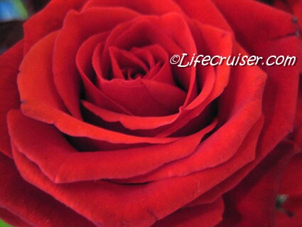Lifecruiser Red Rose