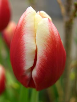 Lifecruisers Passion Tulip