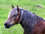 His girlfriend - Nordsvensk mare