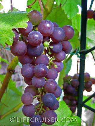 Lifecruisers photo of Grapes in Norway