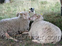 Lifecruisers sheep kisses