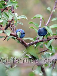 Swedish Sloe