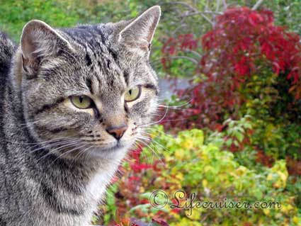 Lifecruisers photo of cat Felicia in Norway