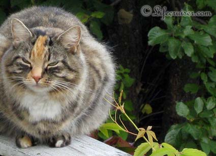 Lifecruisers photo of cat Rosa in Norway