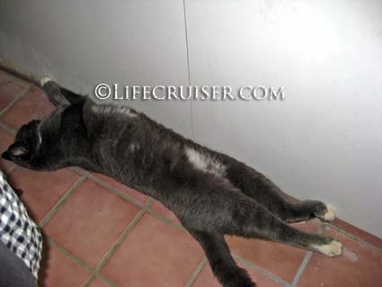 Lifecruiser photo Kari's gray cat passed out