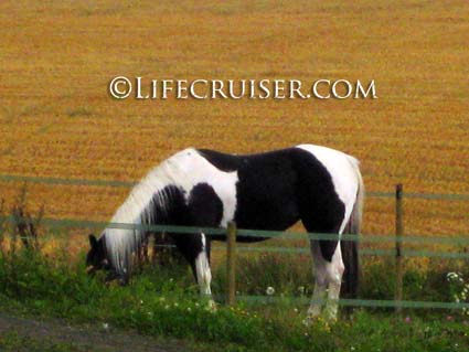 Lifecruiser photo horse in the field