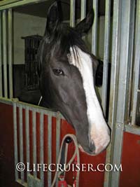 Lifecruiser photo horse looking out from box