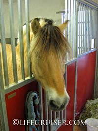 Lifecruiser photo Norwegian Fjord horse looking out from box