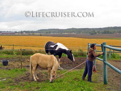 Lifecruiser photo Kari fetching horses