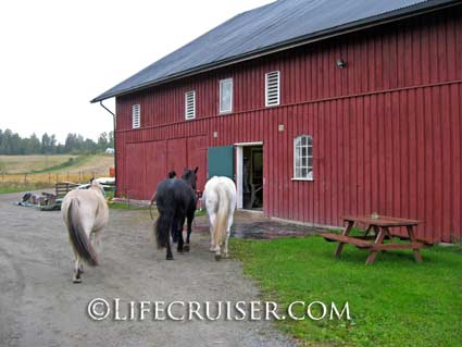Lifecruiser photo Kari takes horses to stable
