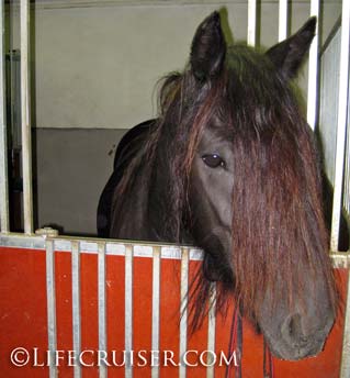 Lifecruiser photo Kari's horse