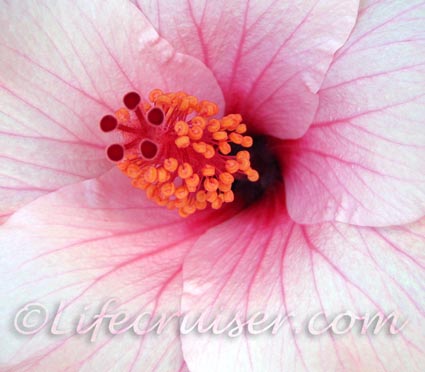Pink Hibiscus, Tenerife, Canary Islands, Spain, Photo by Lifecruiser