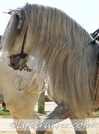 Romeria San José grey horse at Sanlúcar ferry line, Photo by Lifecruiser