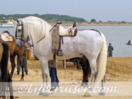 Romeria San José white horse at Sanlúcar ferry line, Photo by Lifecruiser