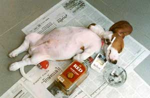 Wrecked drunken dog the day after Daves and Wandas birthday party