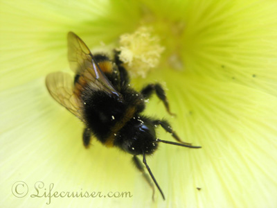 Lifecruiser bumble bee at yellow Malva