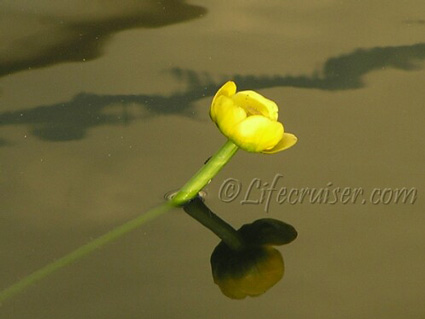 Yellow water flower, Photo by Lifecruiser
