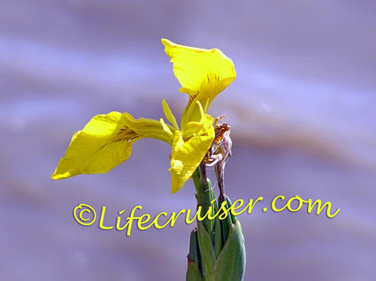 Yellow Water Iris with colorful background, El Rocio, Spain, Photo by Lifecruiser