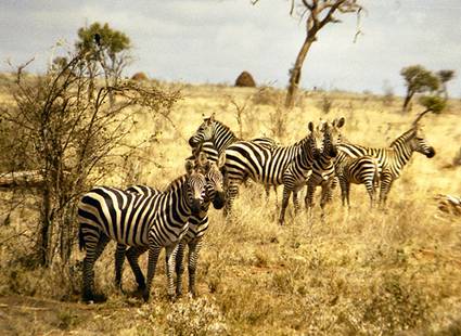 Africa holiday safari zebra