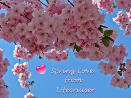 Cherry blossom spring love lifecruiser