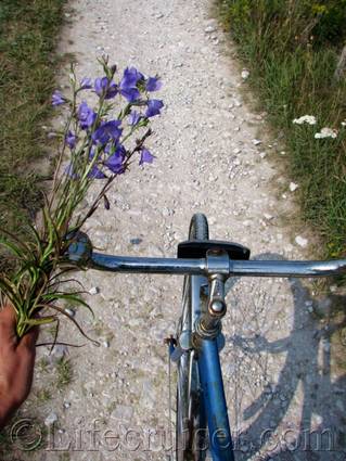 faro-bike-road-bluebells, Gotland, Sweden