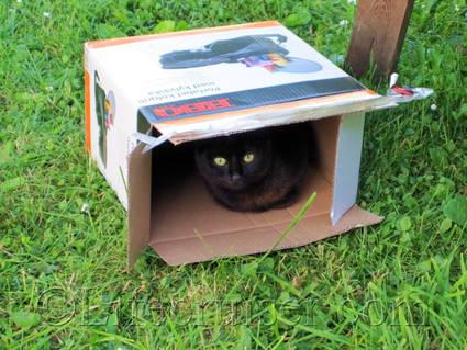 Cat in Box, Gotland, Sweden