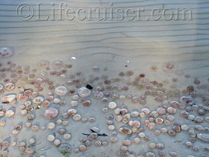 faro-jellyfish-rocks-beach, Baltic Sea, Sweden