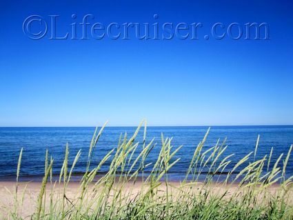 Beach grass, Norsta Aurar Beach, Gotland, Sweden